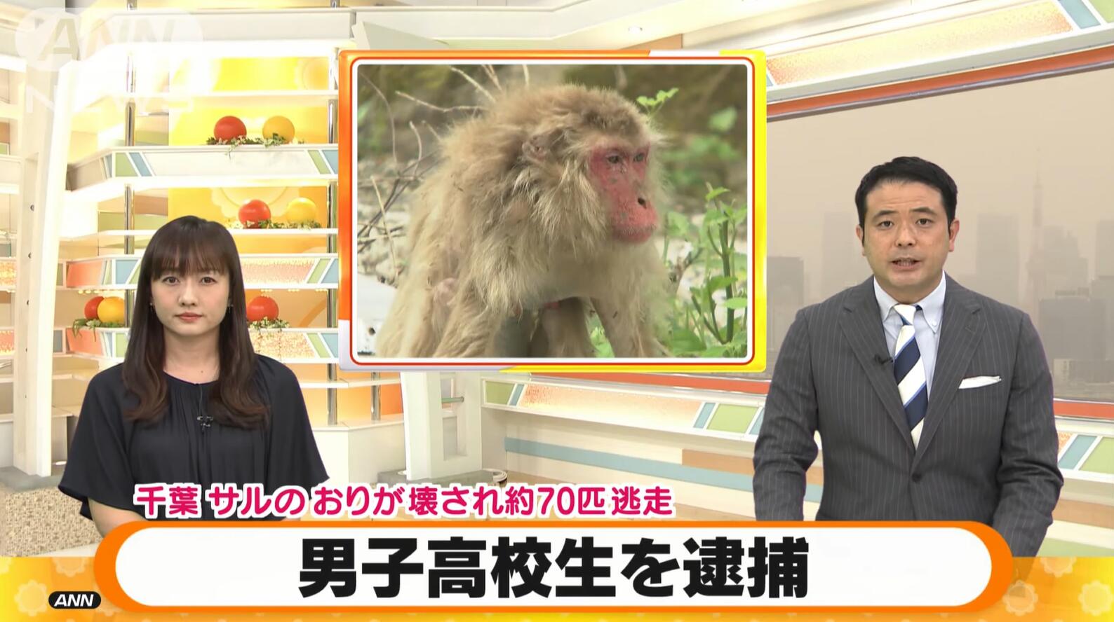 日本一16岁少年涉嫌故意损害猴子饲养笼 遭千叶警方逮捕