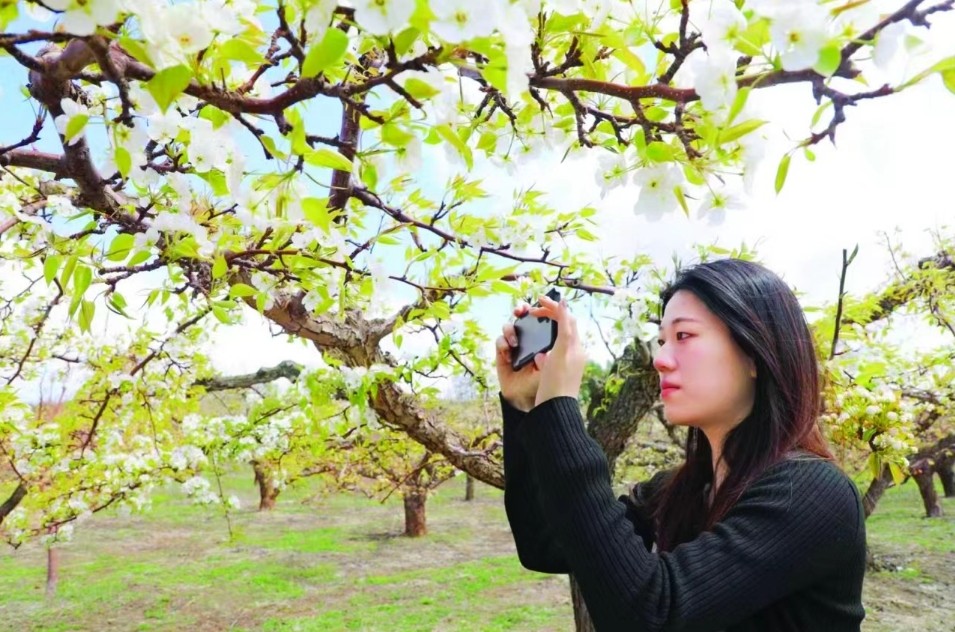 游客在梨树下拍照