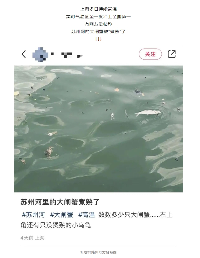 上海太热，苏州河的大闸蟹被“煮熟”了？回应来了​