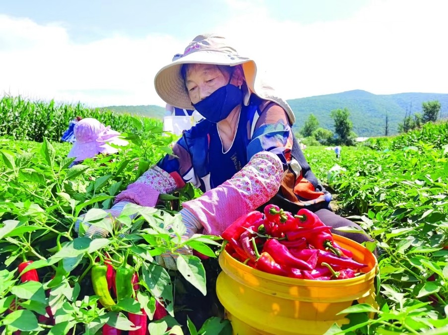 杨泡满族乡泡子沿村村民在采收辣椒